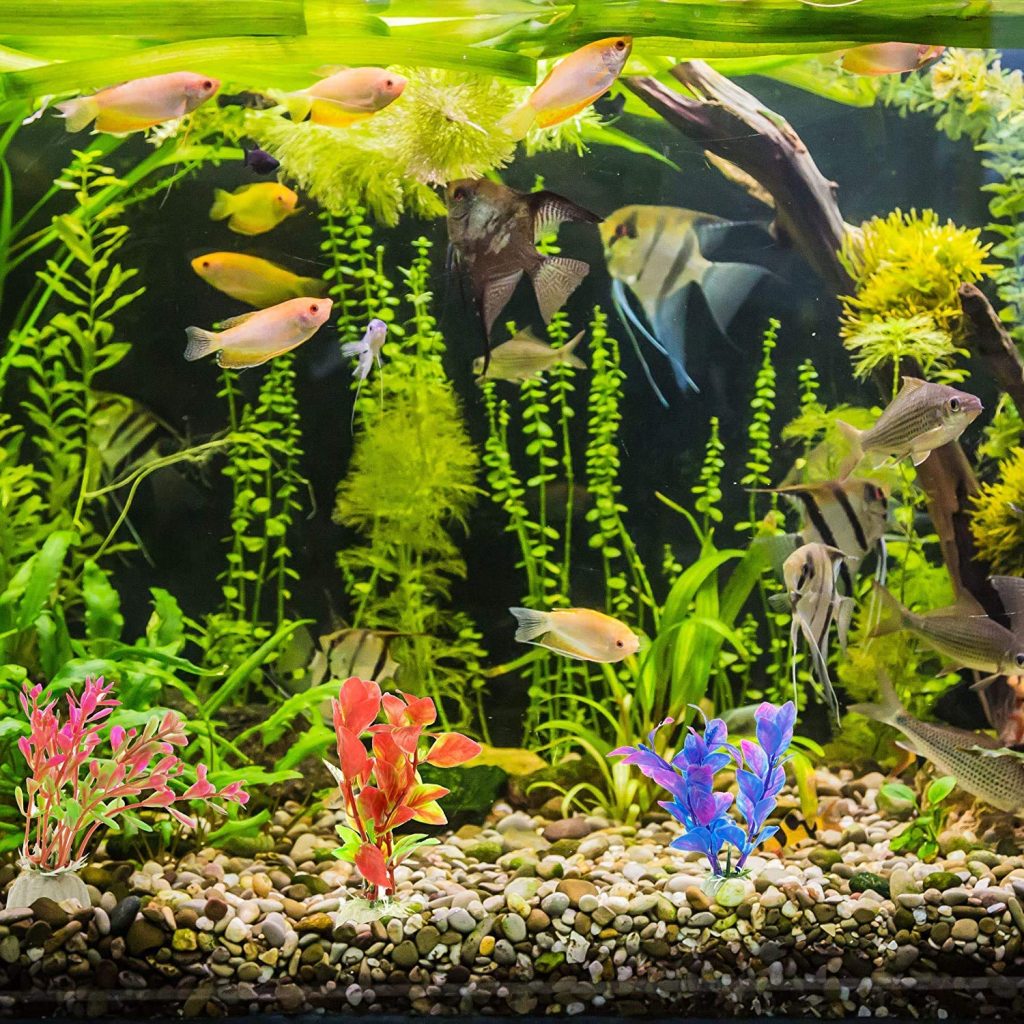 Fish Aquarium Tank